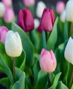 Alzheimer’s Tulip Mix