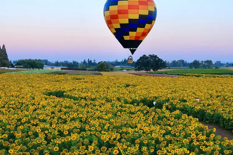 A view of a hot air balloon taking off in flight over a large field of vibrant sunflowers