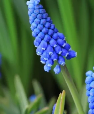 Blue Grape Hyacinth Big Smile