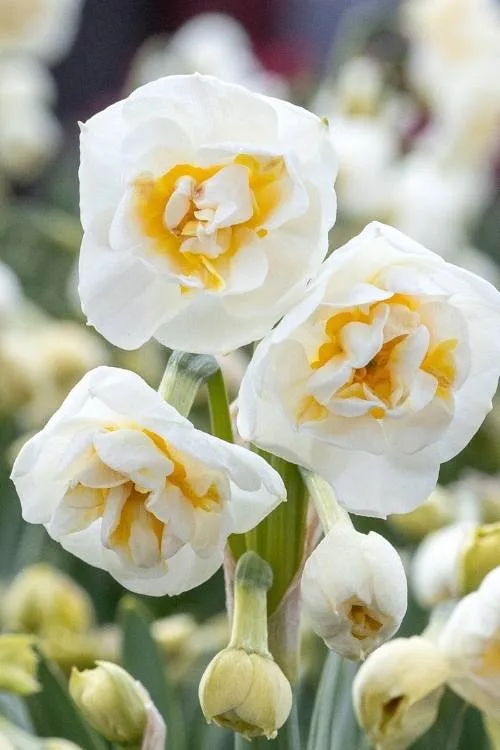 Bridal Crown Bridal Crown