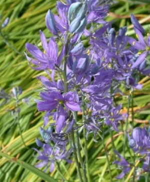 Camassia Esculenta