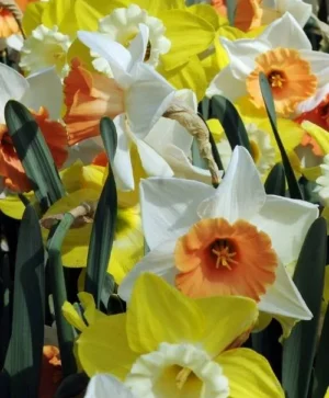 Daffodil Mix