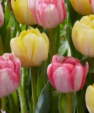 Double Tulip Mix