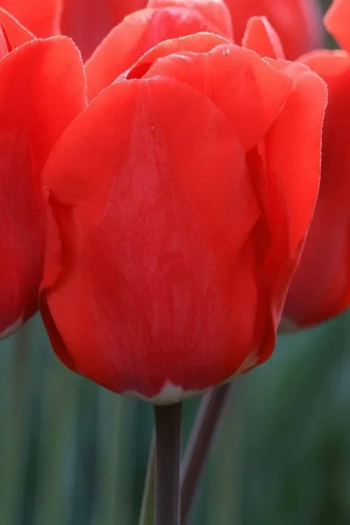 Fostery King Fostery King