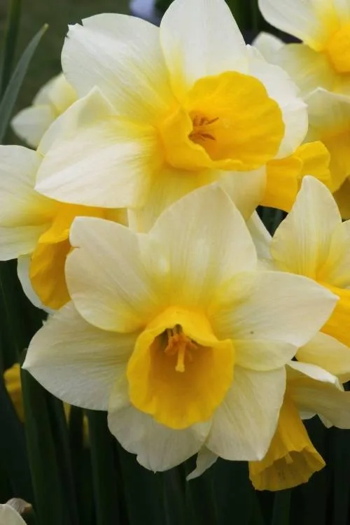 Golden Echo Golden Echo