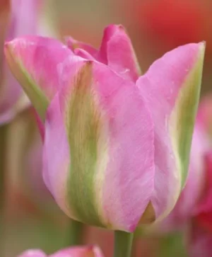 Groenland /  Greenland