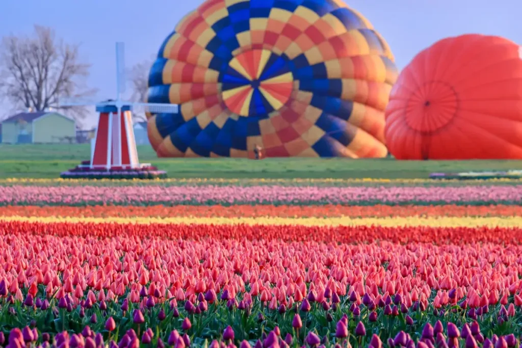 A view from the Wooden Shoe Tulip Festival showing a colorful series of tulip fields filled with rows of blooms in multiple colors. In the middle of the fields stands a decorative windmill. In the background, two hot air balloons are being prepped for launch.