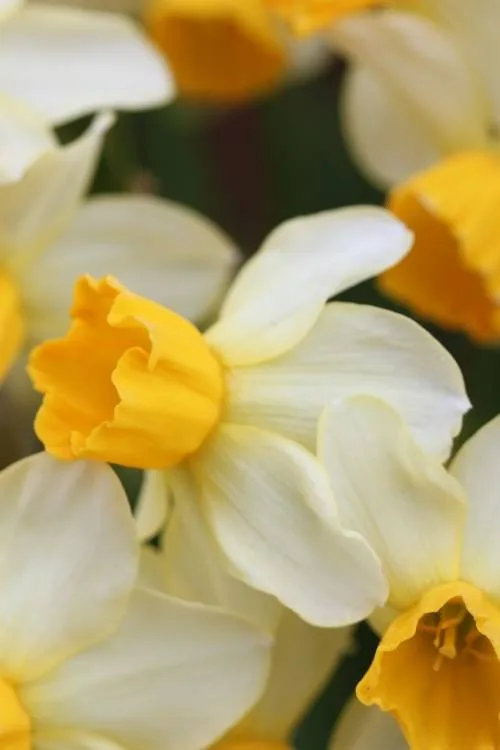 Jack Snipe Jack Snipe