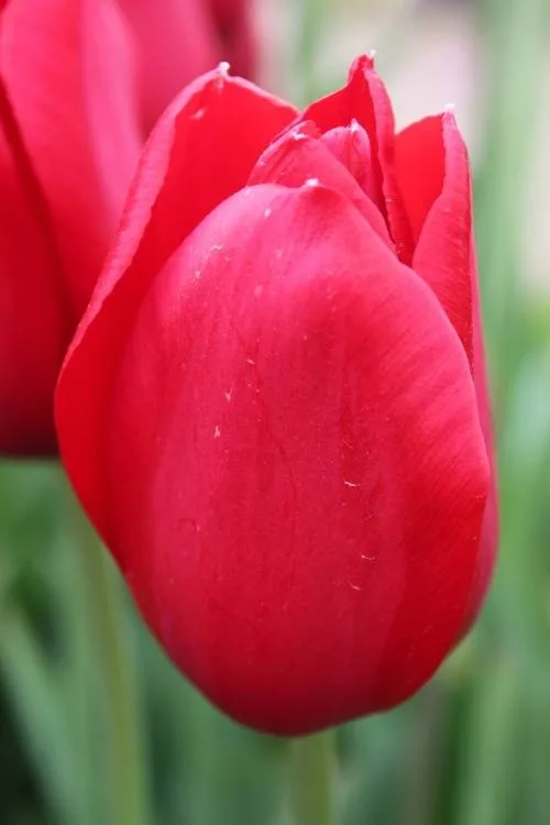 Kingsblood Kingsblood