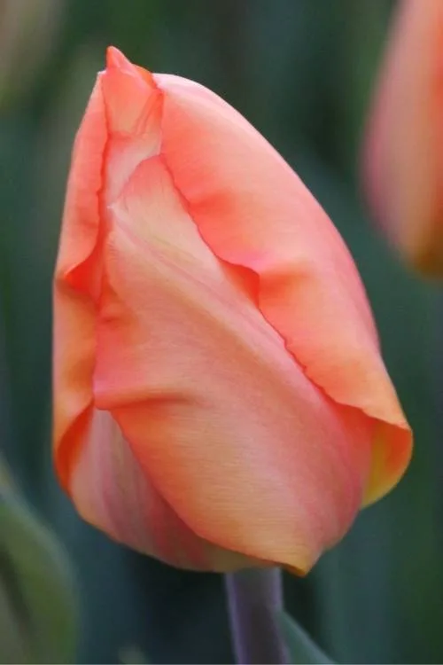 Lighting Sun Lighting Sun