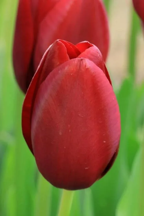 National Velvet National Velvet