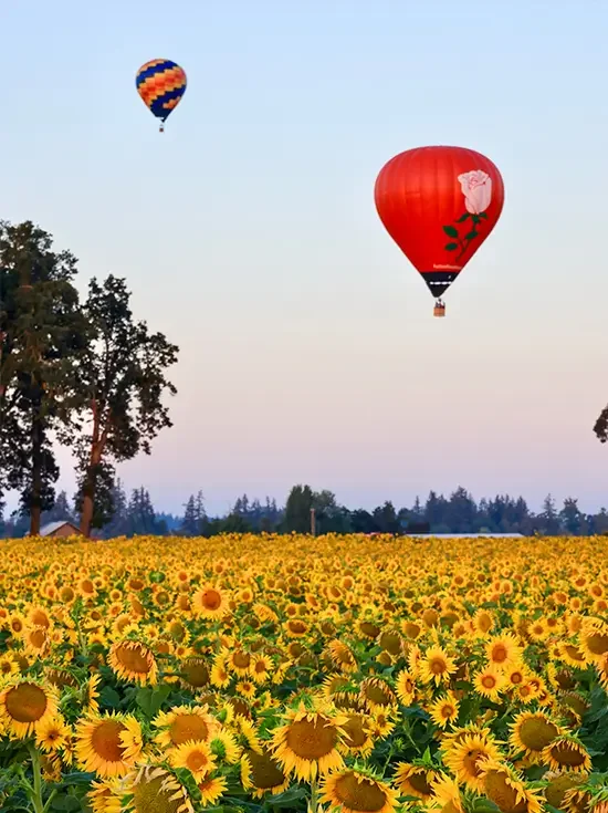 Hot air balloons in flight over the massive field of sunflowers at the Wooden Shoe Tulip Farm's Summer Flowers event