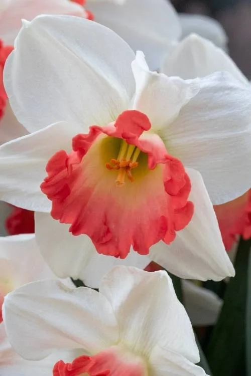 Pink Charm Pink Charm