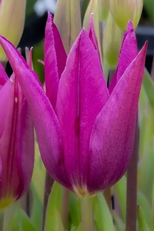 Purple Dream Purple Dream