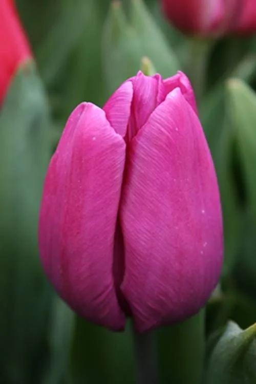 Purple Prince Purple Prince