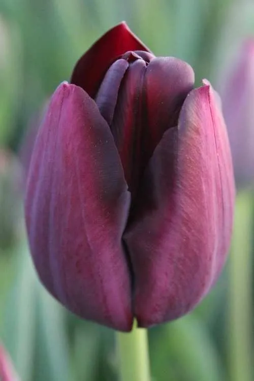 Queen of Night Queen of Night