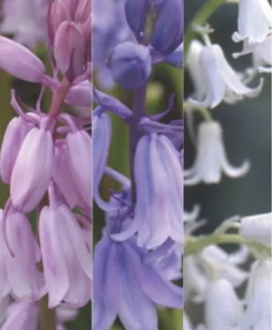 Spanish Bluebell Mix
