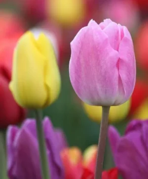 Tulip Field Mix