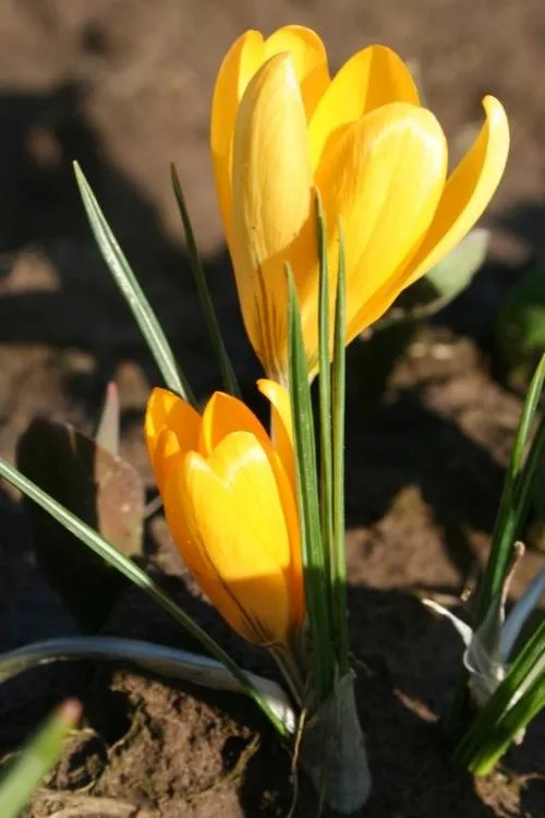 Yellow Mammoth Yellow Mammoth